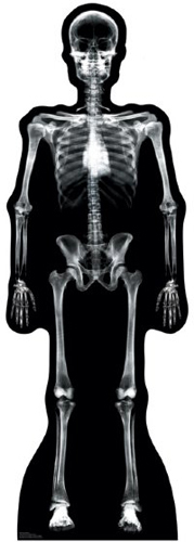 SU-904 X-Ray Skeleton Lifesize Standup