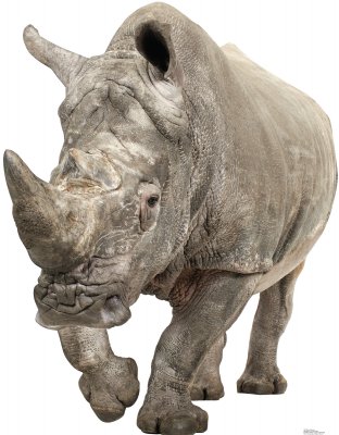 SU-1483 White Rhinoceros Lifesize Cardboard Cutout