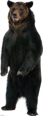 SU-1488 Brown Bear Lifesize Cardboard Cutout