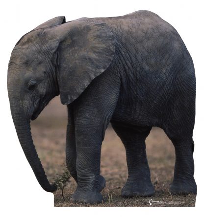SU-224 Baby Elephant Lifesize Cutout Standup