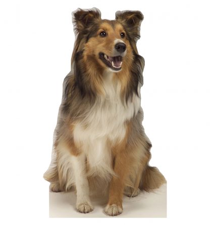 SU-624 Collie Lifesize Cutout Standup