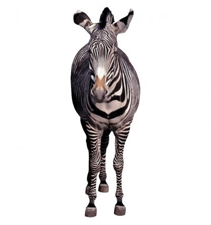 SU-814 Zebra Lifesize Cutout Standup